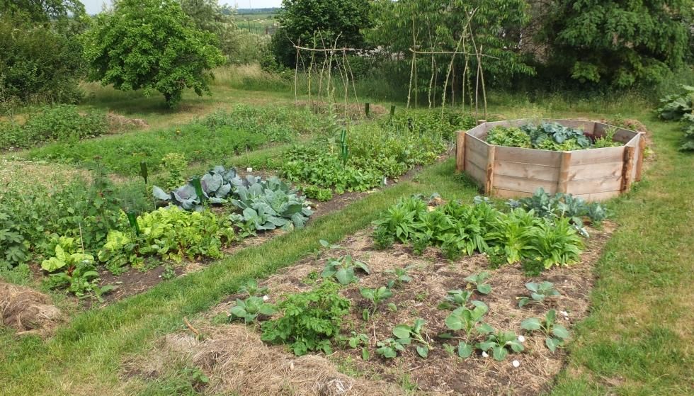 vegetable_garden_with_old_varieties_1
