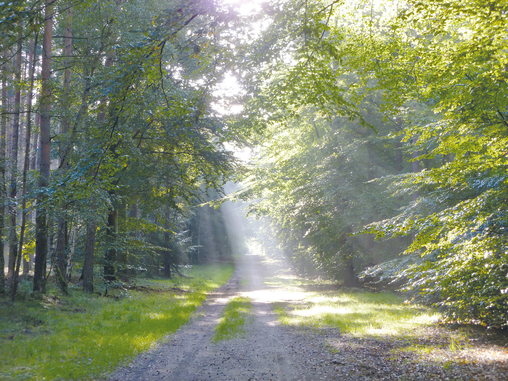Frühmorgendliche Sinneswanderung