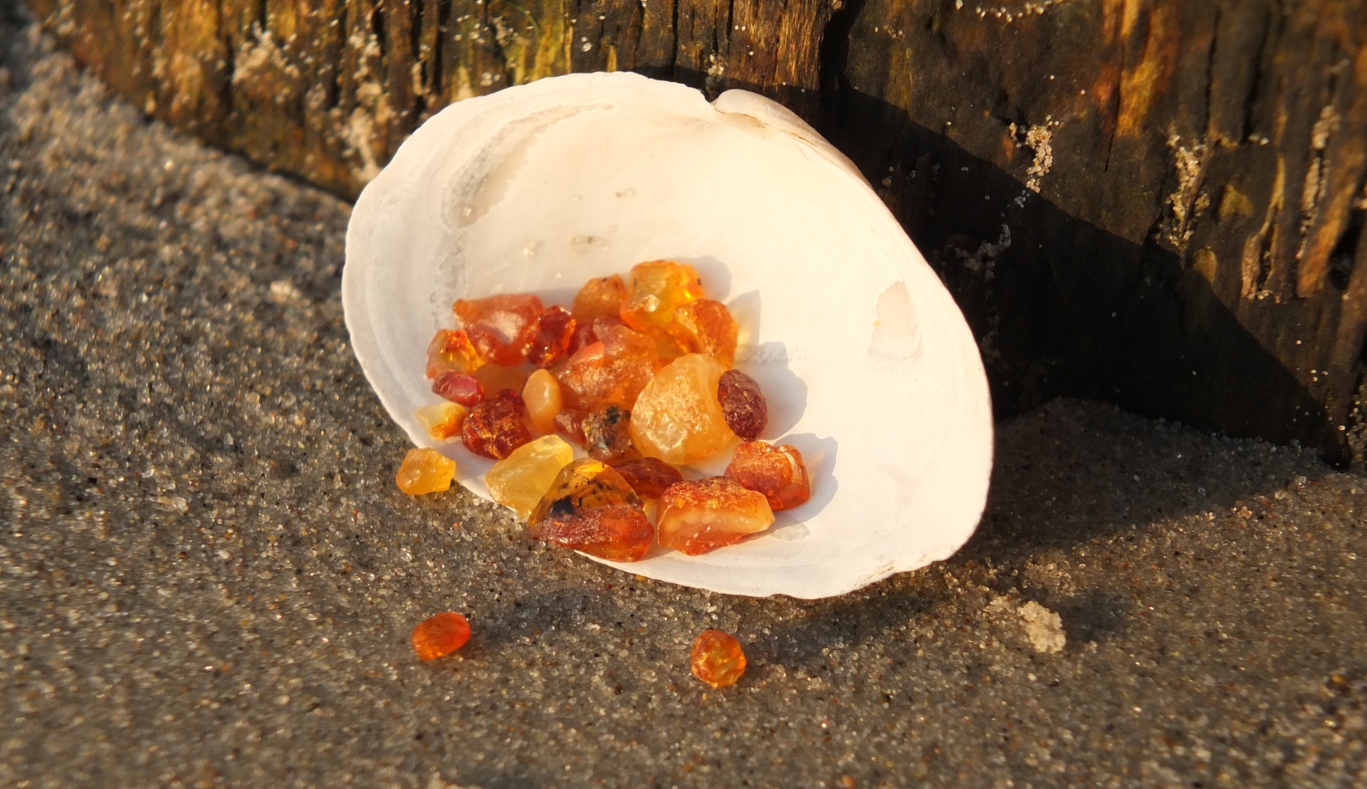 Bernsteinwanderung - Auf der Suche nach dem Gold des Meeres