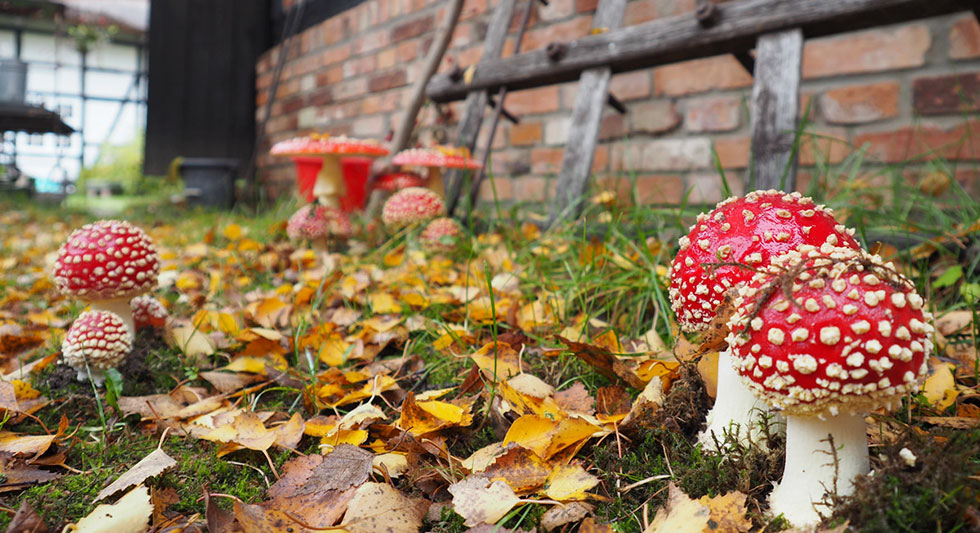 Herbstfest