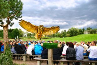 Flugshow "Adler, Eulen und Co." im Vogelpark Marlow