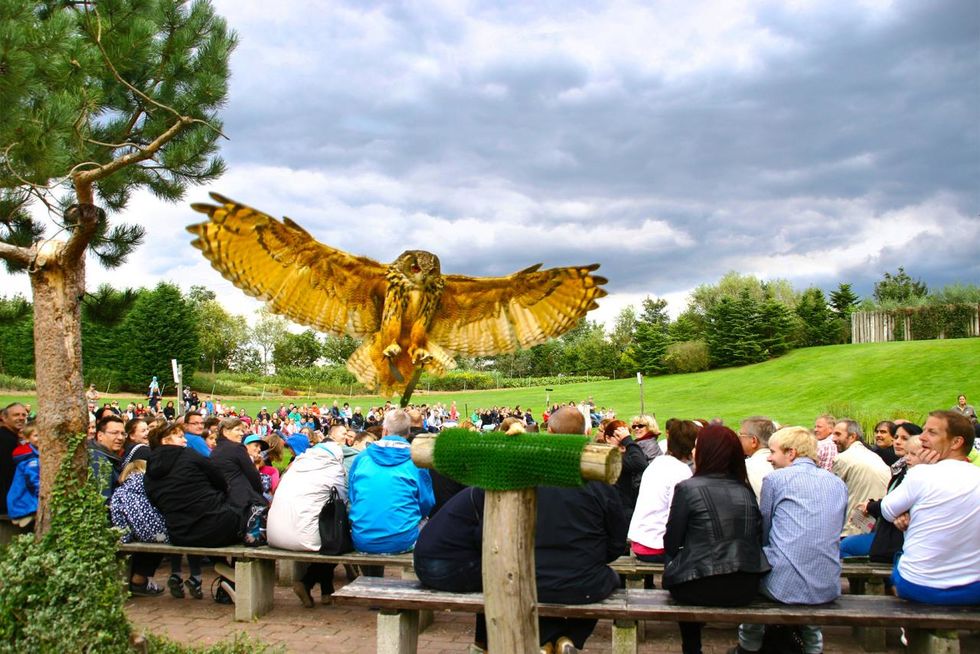 Eagle owl in the air show