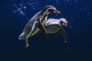 Fütterung Pinguine im Vogelpark Marlow