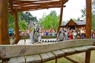 Lemurenfütterung im Vogelpark Marlow