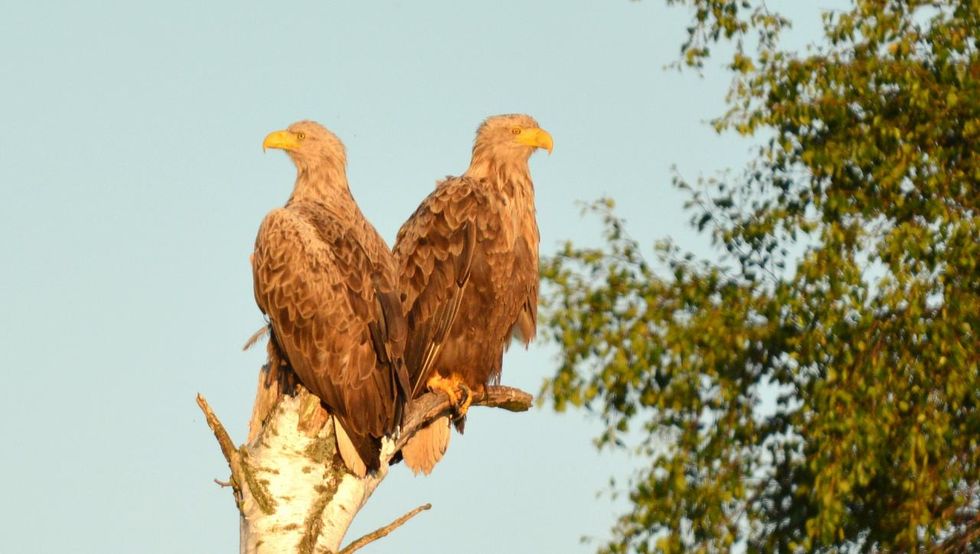 pair-of-sea-eagles-in-evening-light